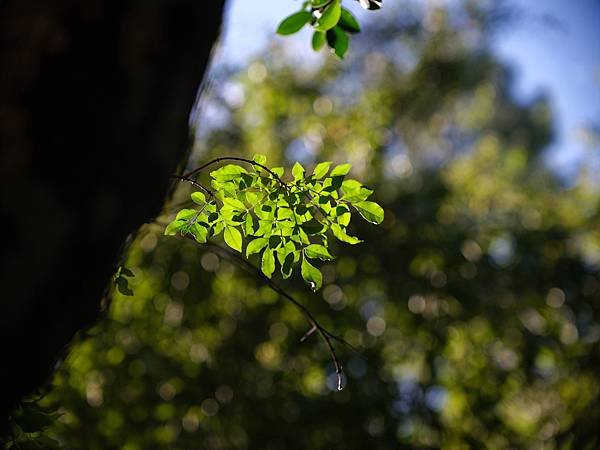 中一SpeedMaster 90mm f1.5 &amp; FUJI