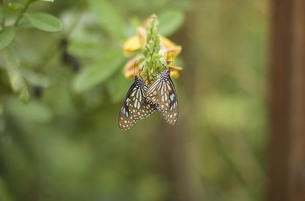 Voigtlander Nokton 75mm F1.5 A