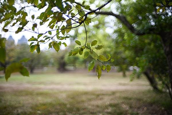 Nikon AIS 35mm f1.4轉接Nikon zf隨