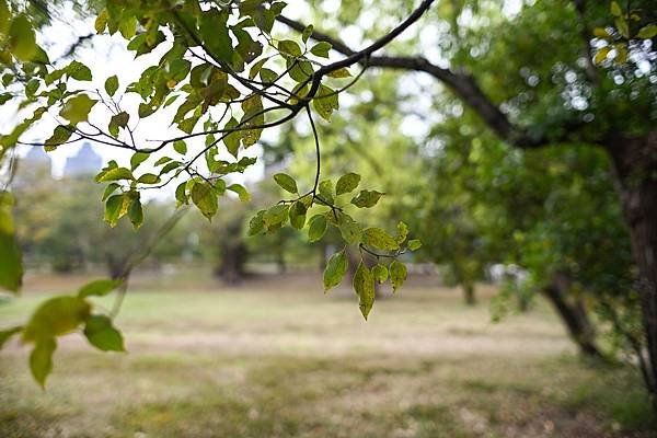 Nikon AIS 35mm f1.4轉接Nikon zf隨