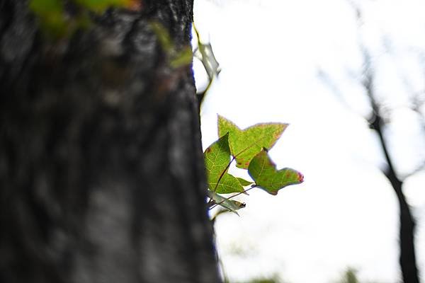 Nikon AIS 35mm f1.4轉接Nikon zf隨