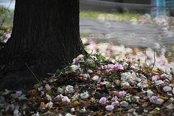 Ttartisan 250mm f5.6轉接Nikon ZF