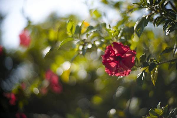 Laowa 12-24mm f5.6 轉接 SIGMA FP