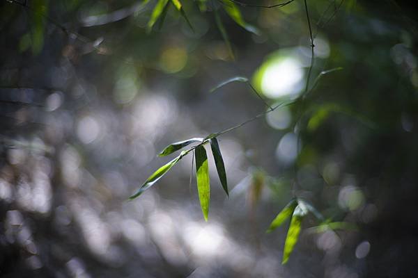 Laowa 12-24mm f5.6 轉接 SIGMA FP