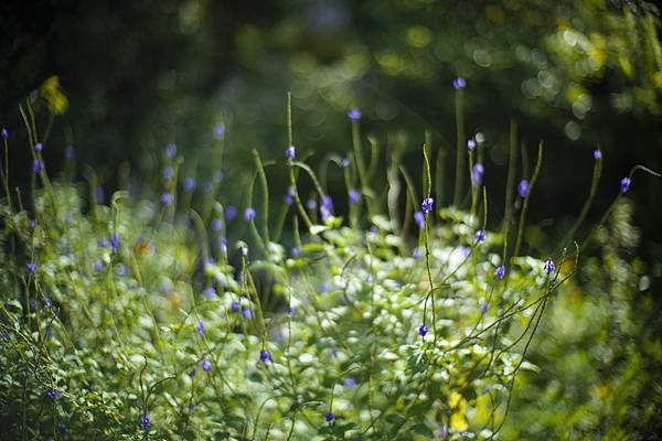 Laowa 12-24mm f5.6 轉接 SIGMA FP