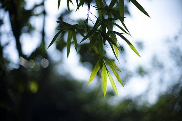 Laowa 12-24mm f5.6 轉接 SIGMA FP