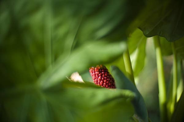 Laowa 12-24mm f5.6 轉接 SIGMA FP