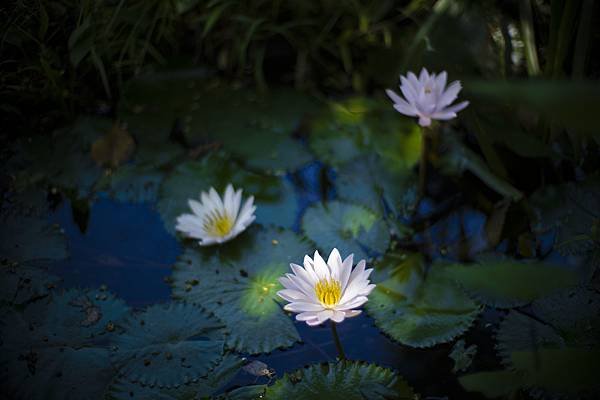 Laowa 12-24mm f5.6 轉接 SIGMA FP