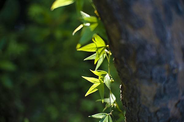 Laowa 12-24mm f5.6 轉接 SIGMA FP