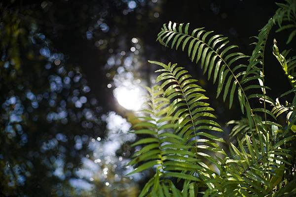 Laowa 12-24mm f5.6 轉接 SIGMA FP