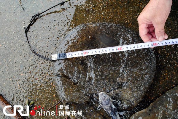 浙江醜水怪1