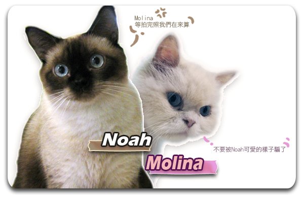 NOAH&amp;Molina-intro1.jpg