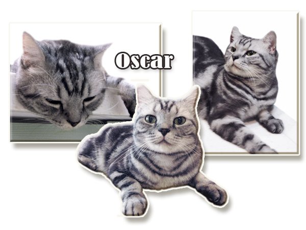 OScar-intro.jpg