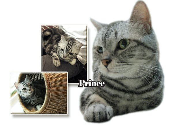PRINCE-intro.jpg