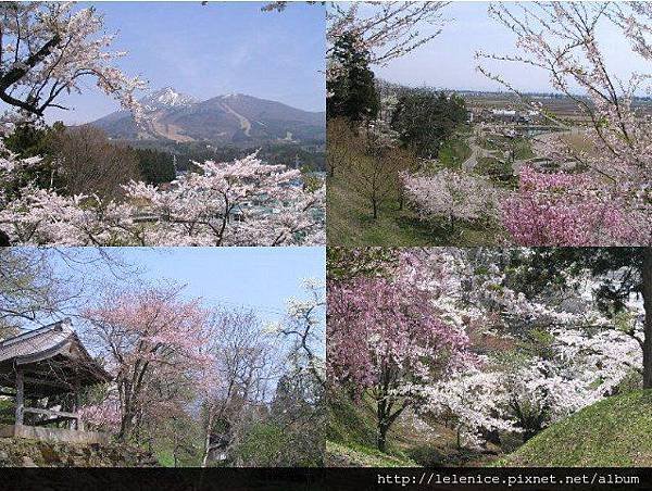 +亀ヶ城公園の桜