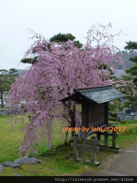 P1060119 (450x600)