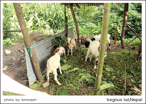 wwoof_24