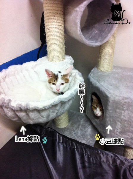 貓跳台2拷貝.jpg