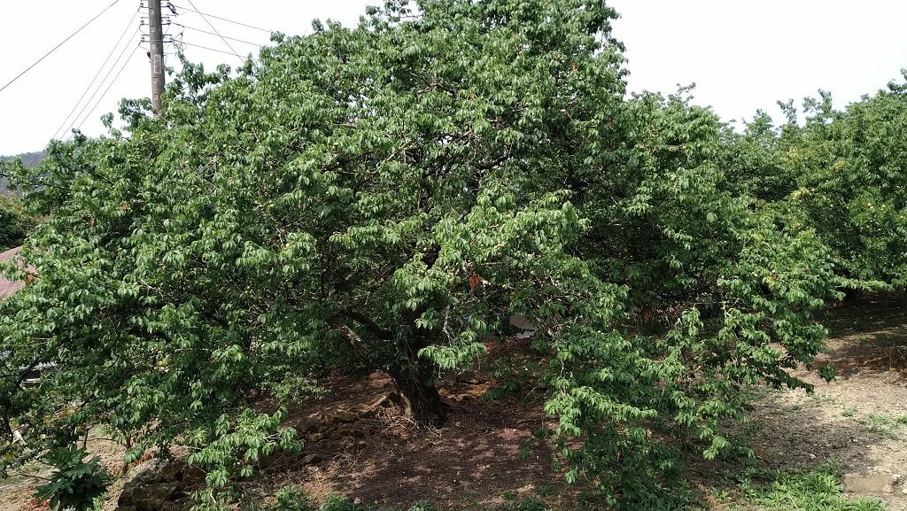IMG_20210326_100815.jpg
