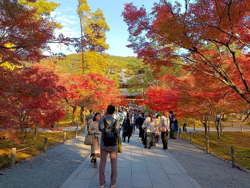 20231114~28關西自由行d10(京都下鴨神社---清