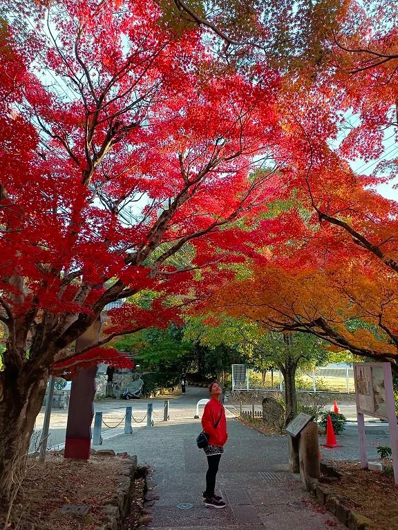 20231114~28關西自由行d11(東西本願寺---伏見