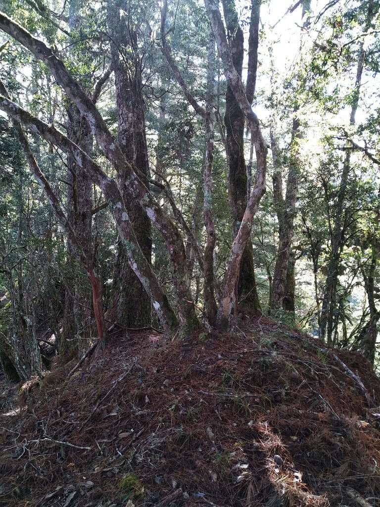 20231209~15 日八通關越嶺道全段d5~d7