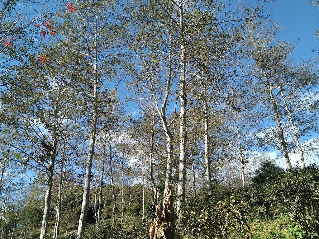 20240119 埔霧縱走之關頭山---舊武界越山,順登巴蘭