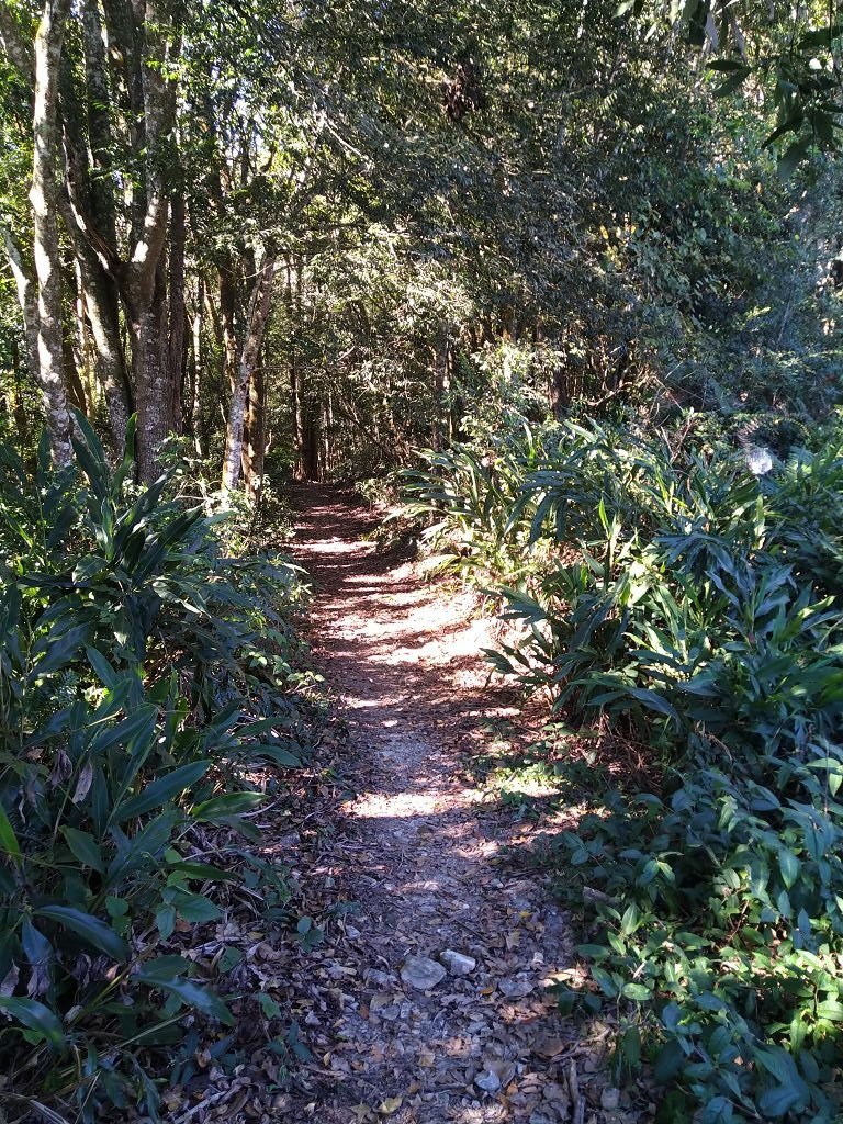 20240119 埔霧縱走之關頭山---舊武界越山,順登巴蘭