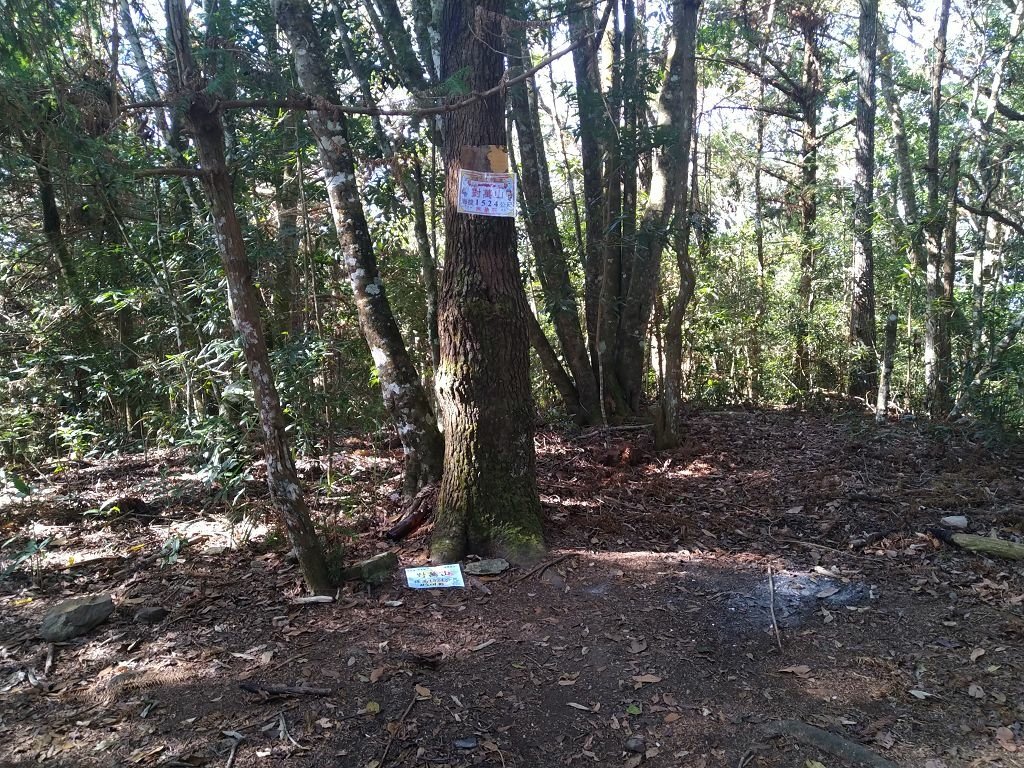 20240119 埔霧縱走之關頭山---舊武界越山,順登巴蘭