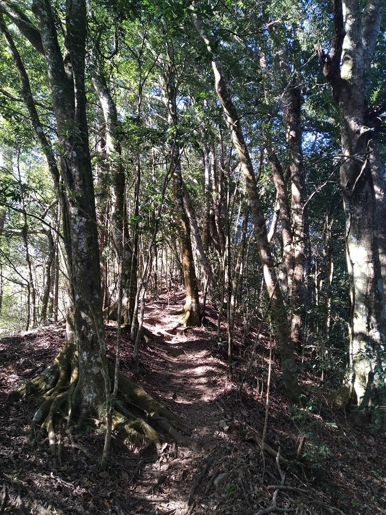 20240119 埔霧縱走之關頭山---舊武界越山,順登巴蘭