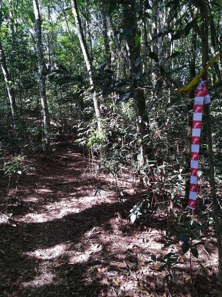 20240119 埔霧縱走之關頭山---舊武界越山,順登巴蘭