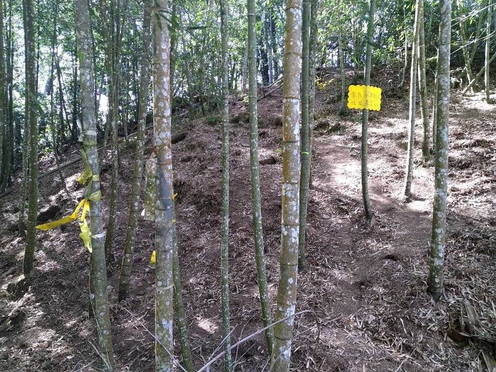 20240119 埔霧縱走之關頭山---舊武界越山,順登巴蘭