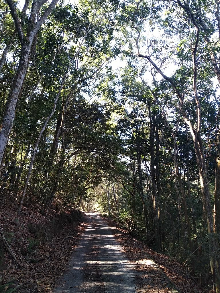 20240119 埔霧縱走之關頭山---舊武界越山,順登巴蘭