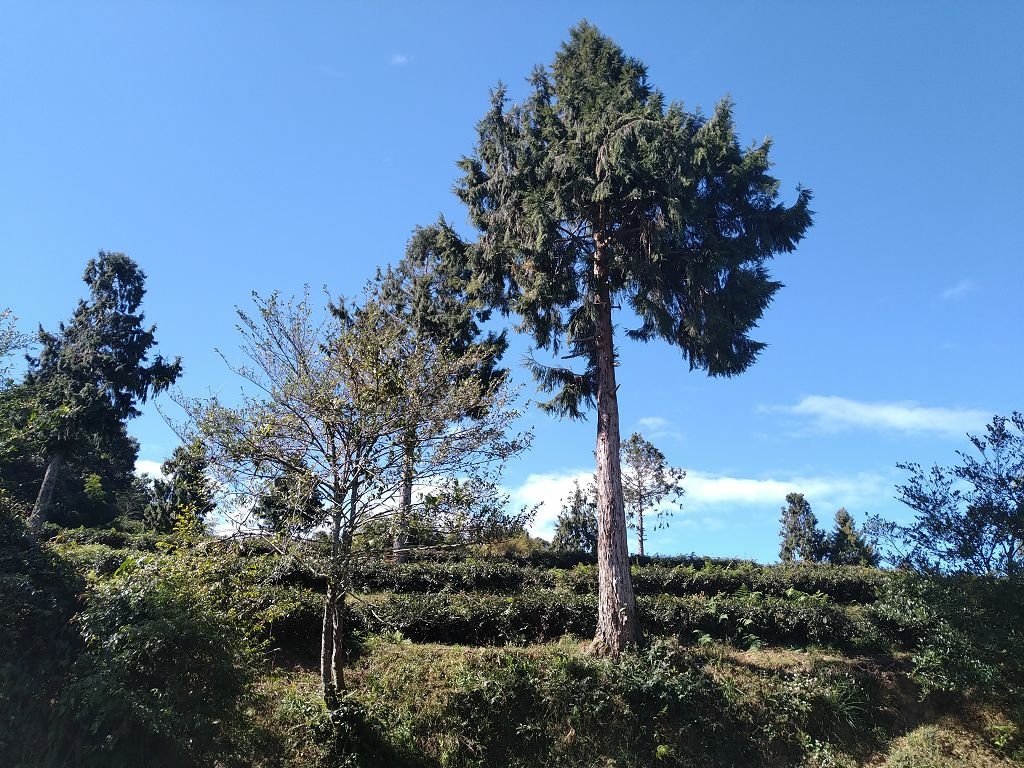 20240119 埔霧縱走之關頭山---舊武界越山,順登巴蘭