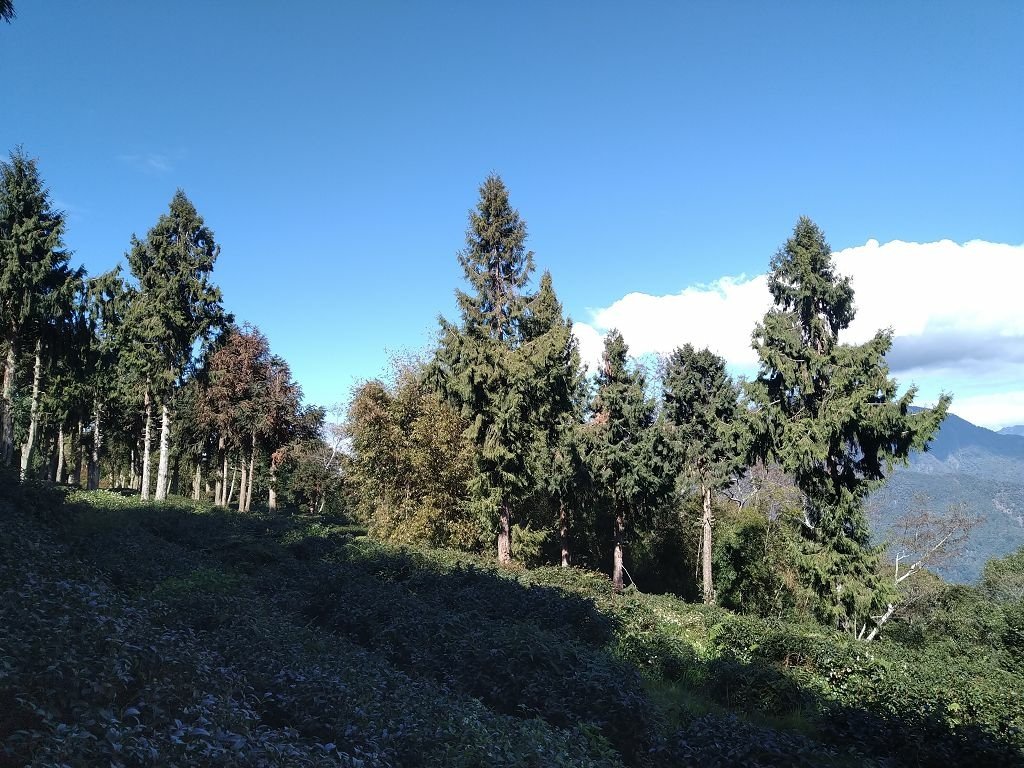 20240119 埔霧縱走之關頭山---舊武界越山,順登巴蘭