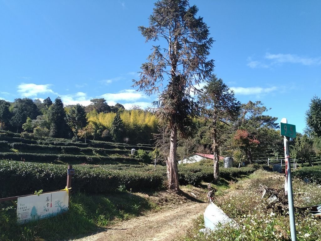 20240119 埔霧縱走之關頭山---舊武界越山,順登巴蘭