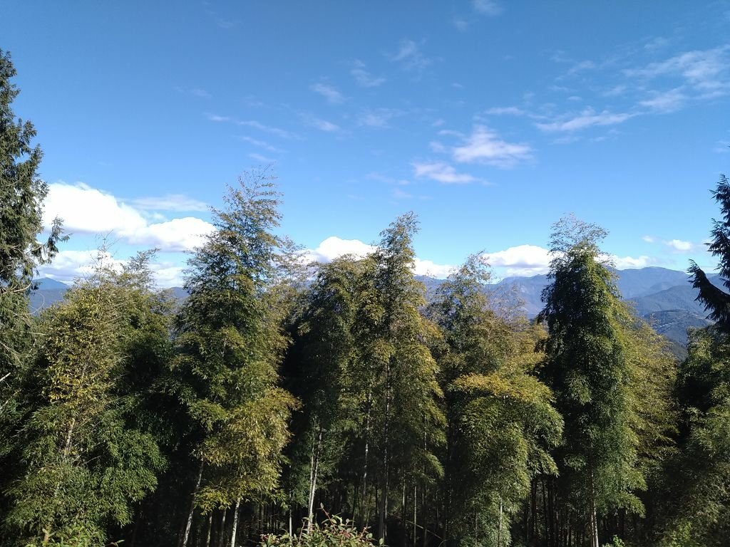 20240119 埔霧縱走之關頭山---舊武界越山,順登巴蘭