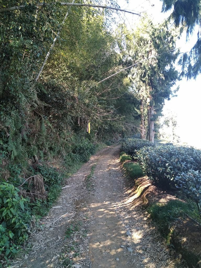 20240119 埔霧縱走之關頭山---舊武界越山,順登巴蘭