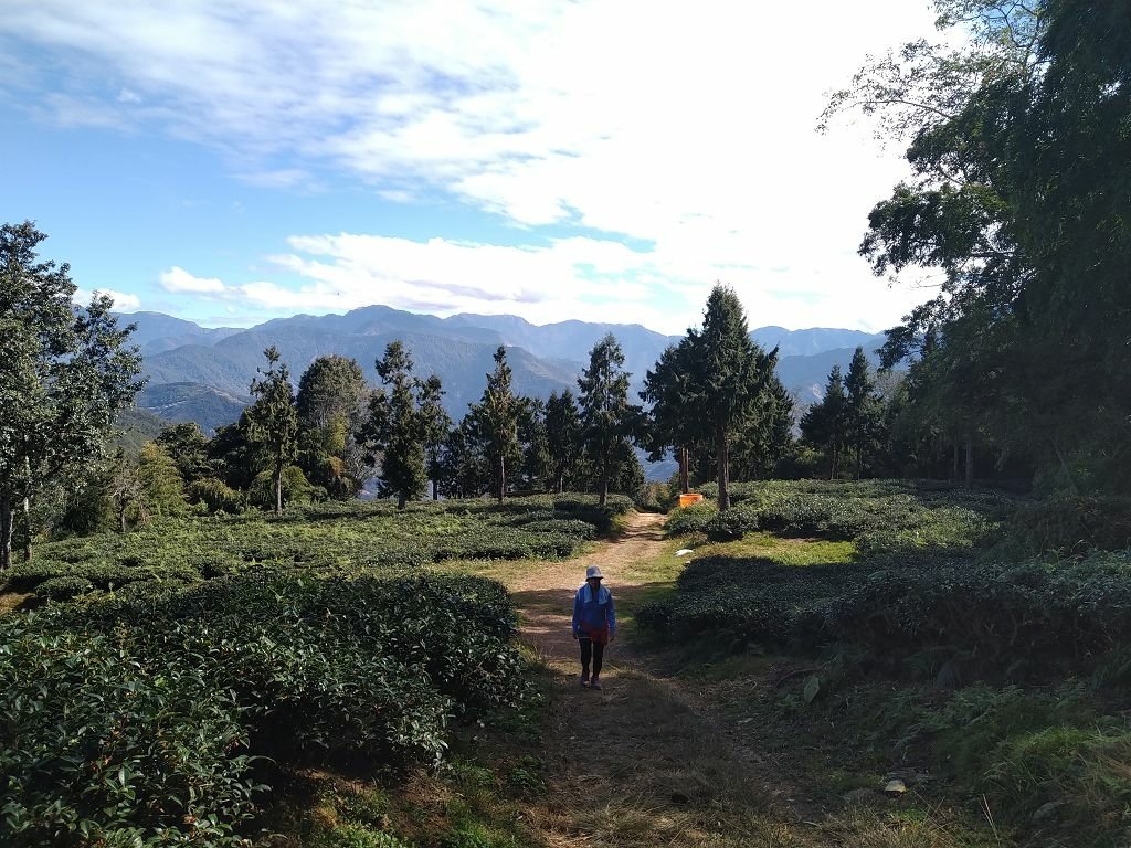 20240119 埔霧縱走之關頭山---舊武界越山,順登巴蘭