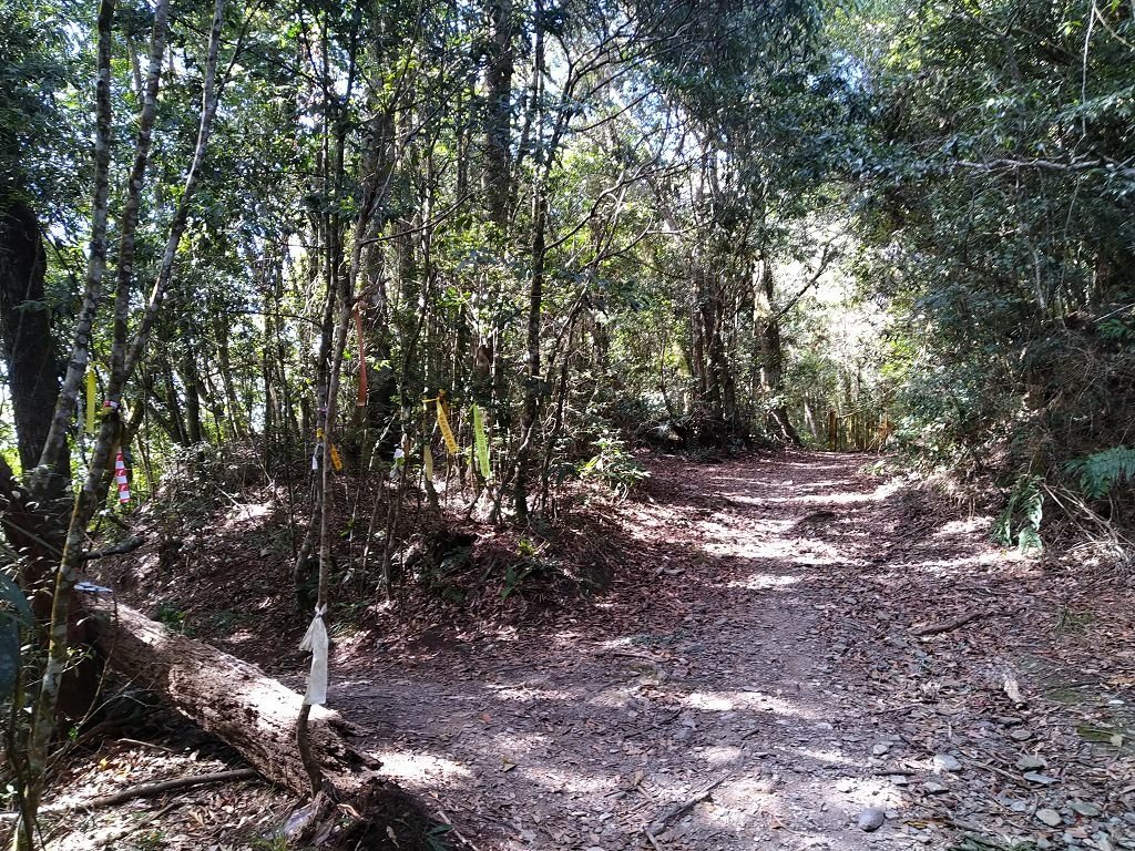 20240119 埔霧縱走之關頭山---舊武界越山,順登巴蘭