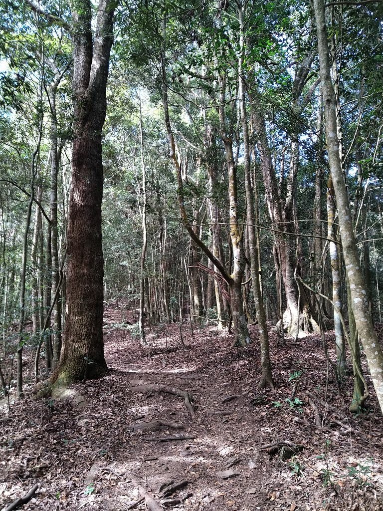 20240119 埔霧縱走之關頭山---舊武界越山,順登巴蘭