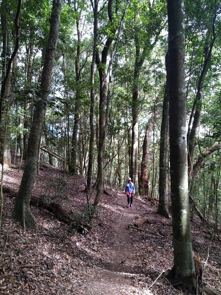 20240119 埔霧縱走之關頭山---舊武界越山,順登巴蘭
