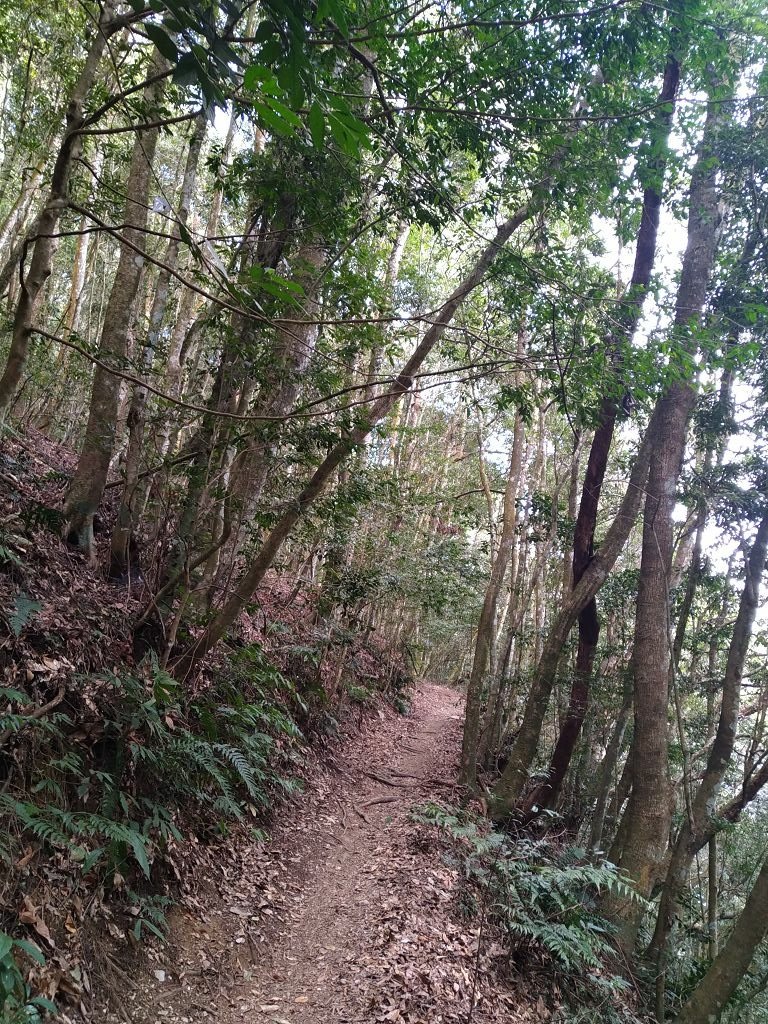 20240119 埔霧縱走之關頭山---舊武界越山,順登巴蘭