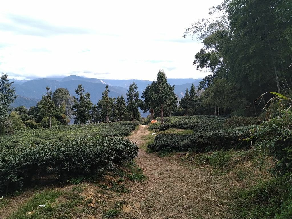 20240119 埔霧縱走之關頭山---舊武界越山,順登巴蘭
