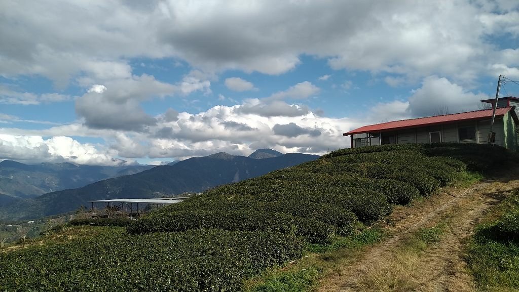 20240119 埔霧縱走之關頭山---舊武界越山,順登巴蘭