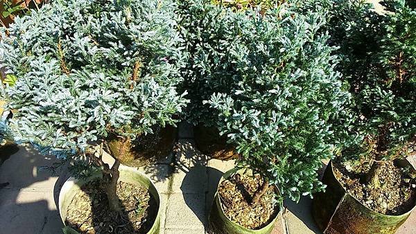 (全省運送)藍柏-扦插苗/高度60CM左右/移植袋裝