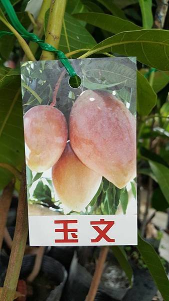 玉文芒果-嫁接苗/請先來電詢價