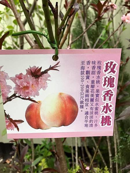 玫瑰香水桃-嫁接苗/請先來電洽詢