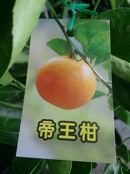 [售]帝王柑-嫁接苗/請先來電洽詢