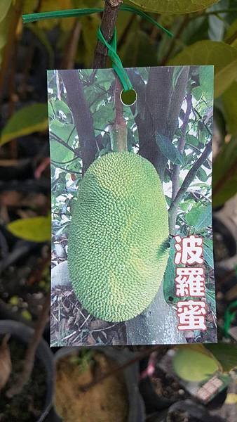 [售]波羅蜜-實生苗/請先來電洽詢